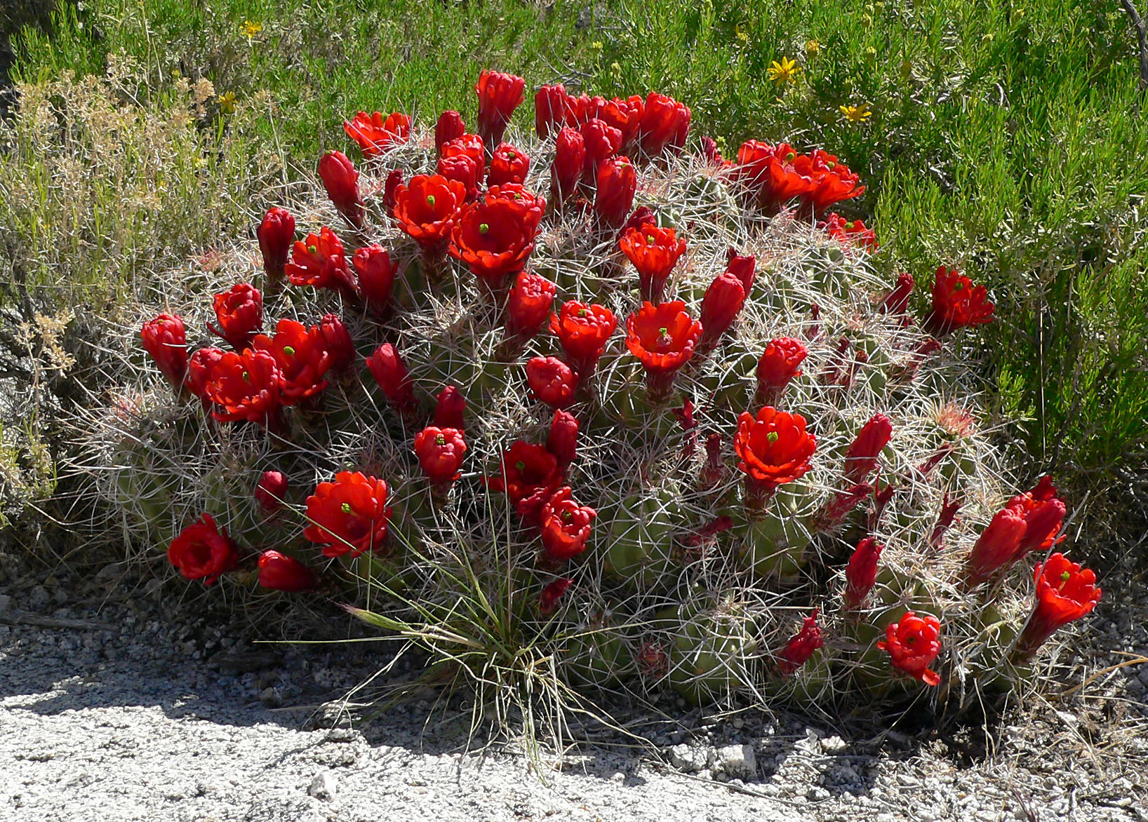 Imagem de referência relacionada a Echinocereus triglochidiatus, item descrito como registro de referência sobre Echinocereus triglochidiatus, organizado a partir de dados estruturados abertos