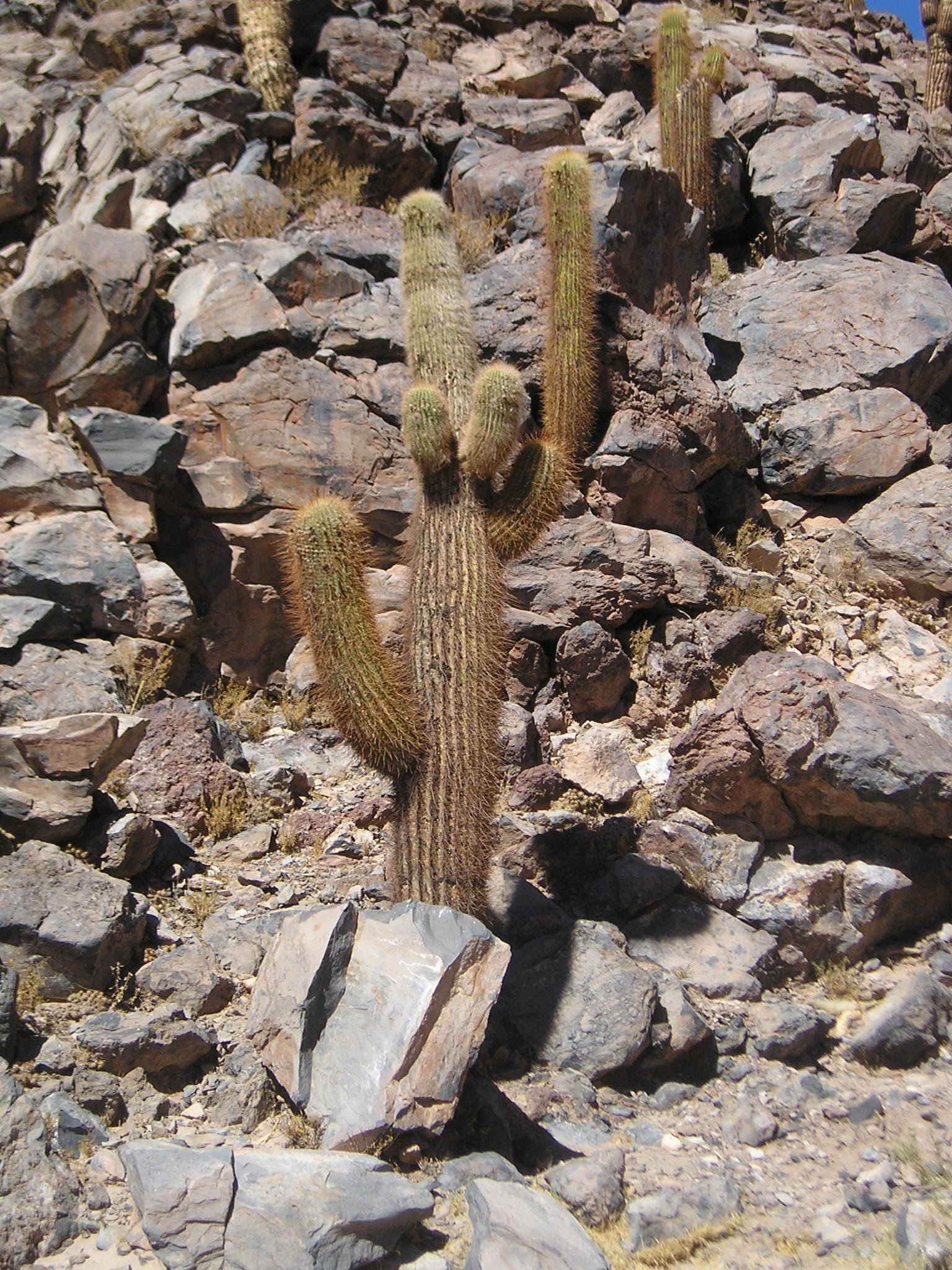 Imagem de referência relacionada a Echinopsis atacamensis, item descrito como registro de referência sobre Echinopsis atacamensis, organizado a partir de dados estruturados abertos