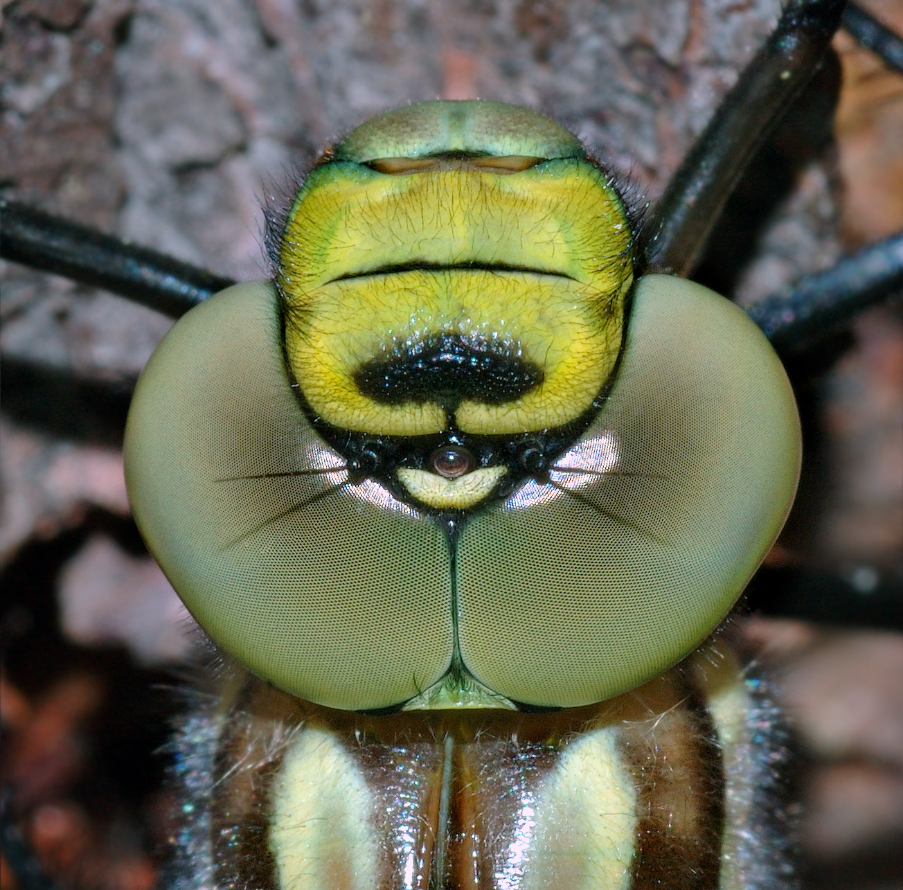 Imagem de referência relacionada a inseto, item descrito como invertebrados com exoesqueleto, corpo dividido em três tagmas, três pares de patas articuladas olhos compostos e duas antenas
