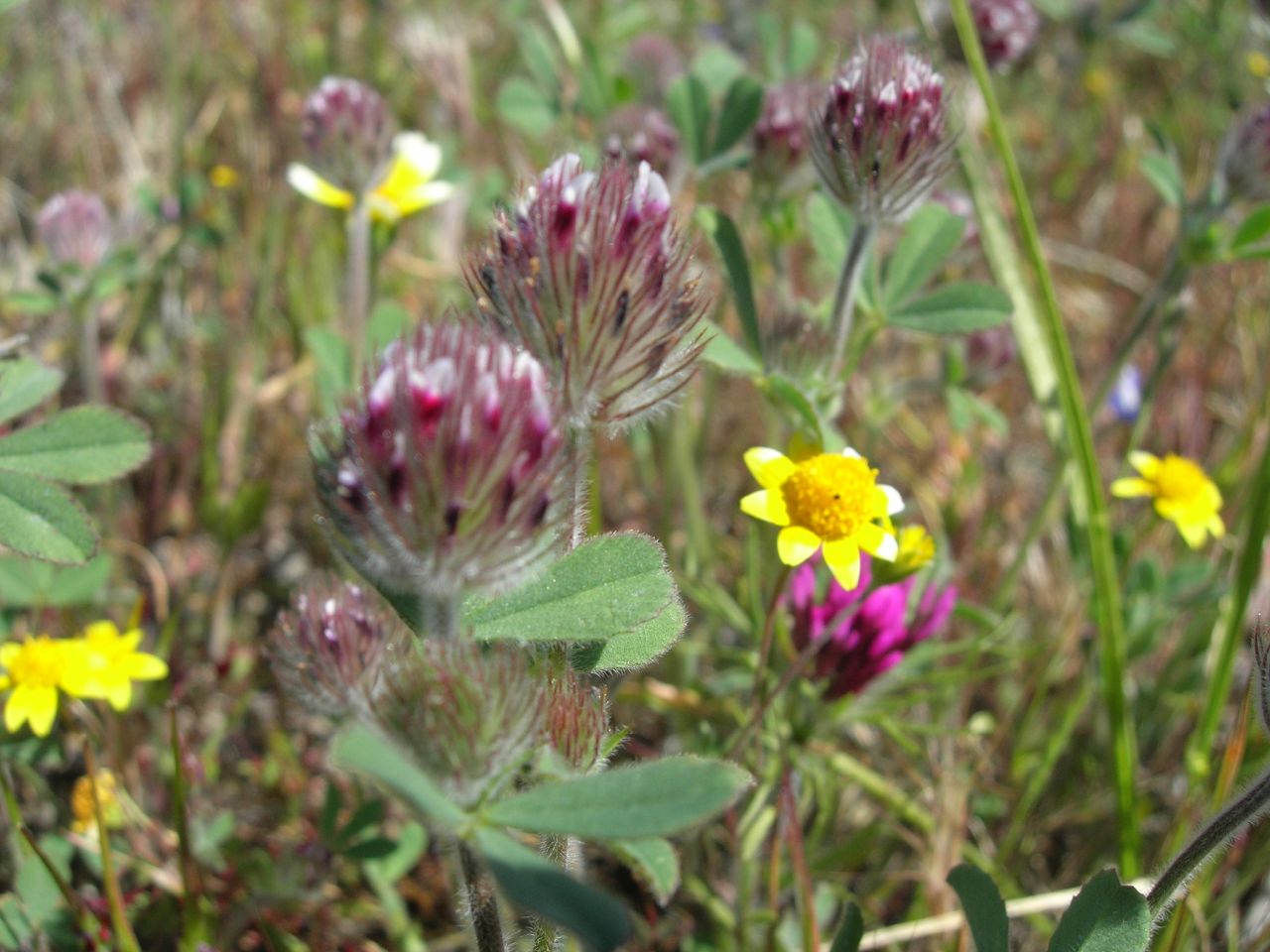 Imagem de referência relacionada a Trifolium albopurpureum, item descrito como registro de referência sobre Trifolium albopurpureum, organizado a partir de dados estruturados abertos