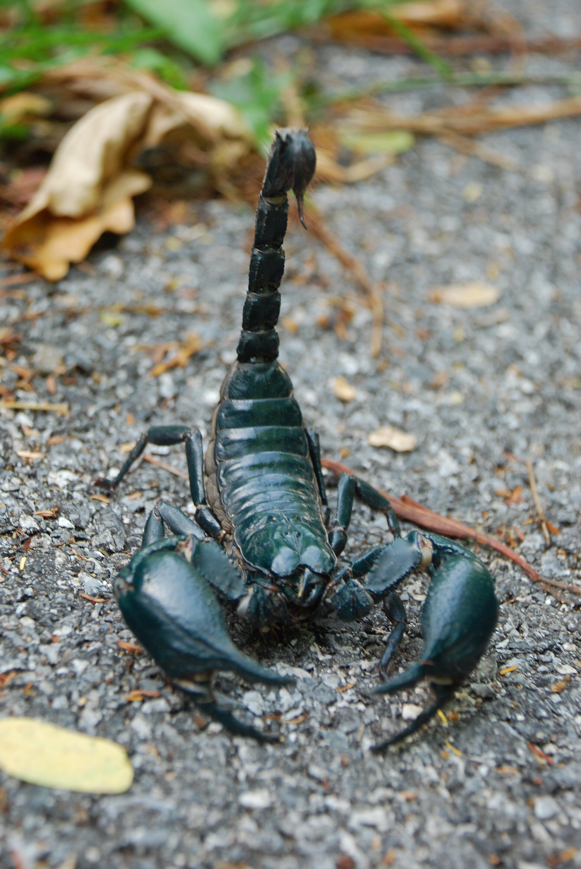 Imagem de referência relacionada a artrópode, item descrito como animais invertebrados que possuem exoesqueleto rígido e vários apêndices articulados