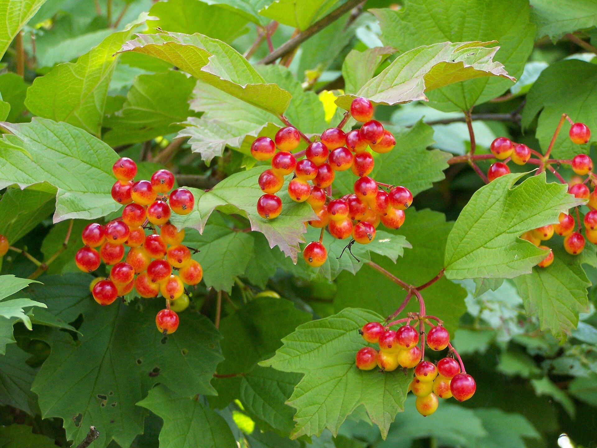 Imagem de referência relacionada a Viburnum, item descrito como género de plantas