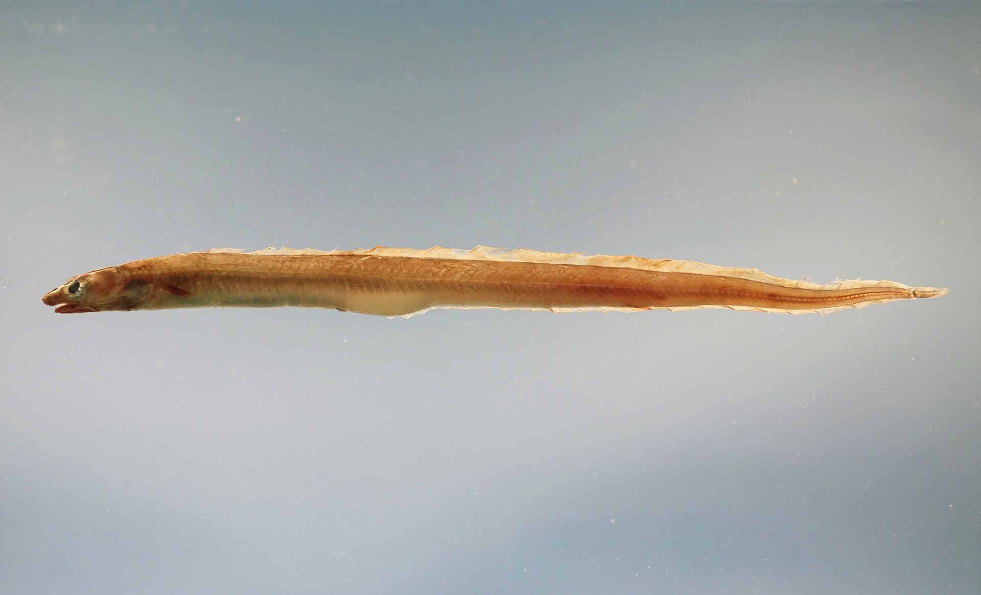 Imagem de referência relacionada a Conger, item descrito como género de peixes