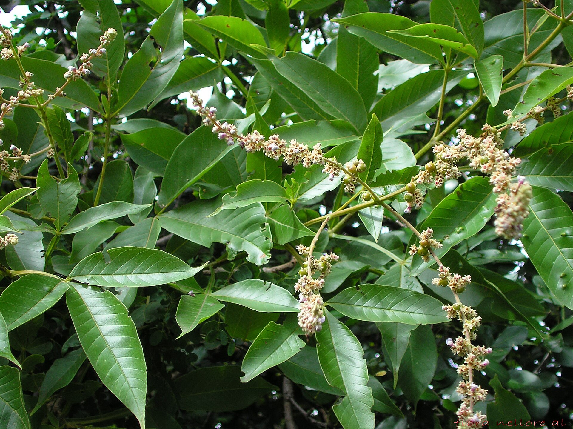 Imagem de referência relacionada a Vitex, item descrito como género de plantas