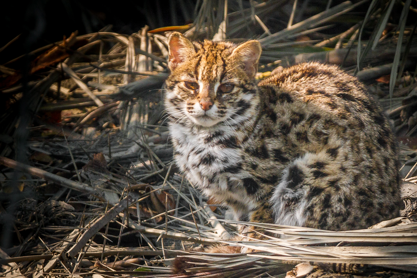 Imagem de referência relacionada a gato-leopardo, item descrito como espécie de mamífero