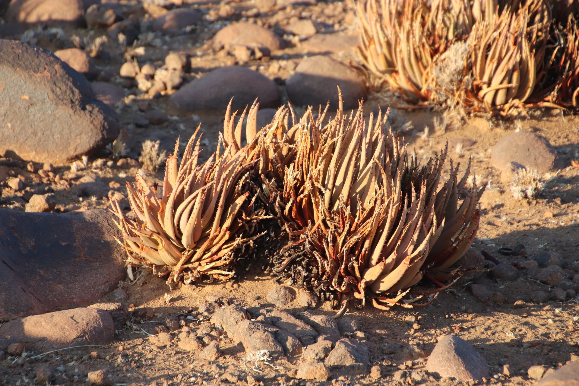 Imagem de referência relacionada a Aloe argenticauda, item descrito como espécie de planta