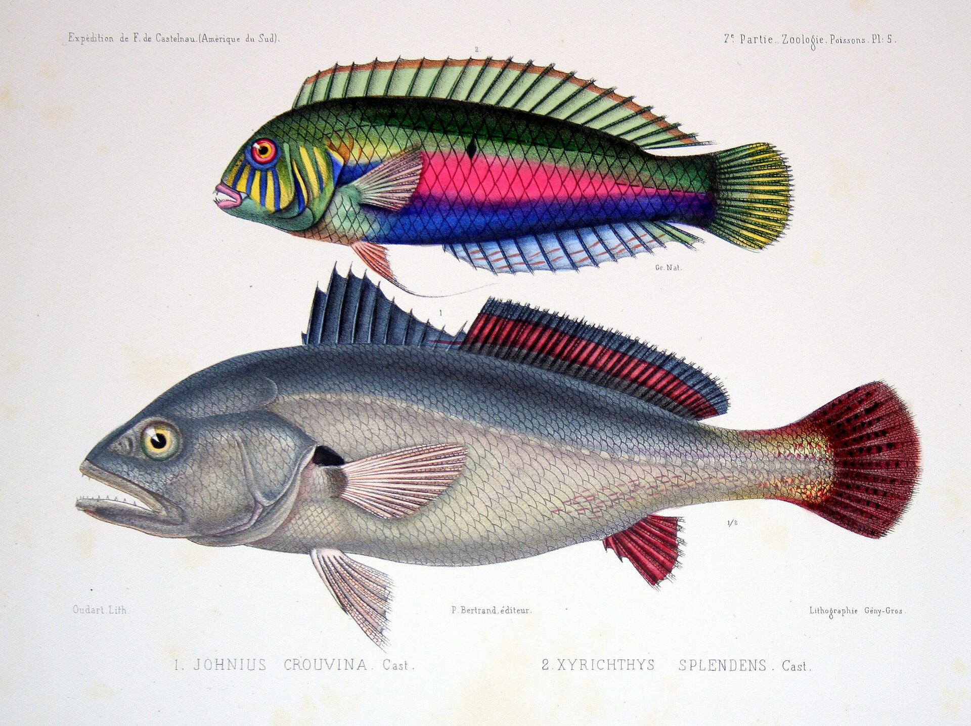 Imagem de referência relacionada a Johnius, item descrito como género de peixes