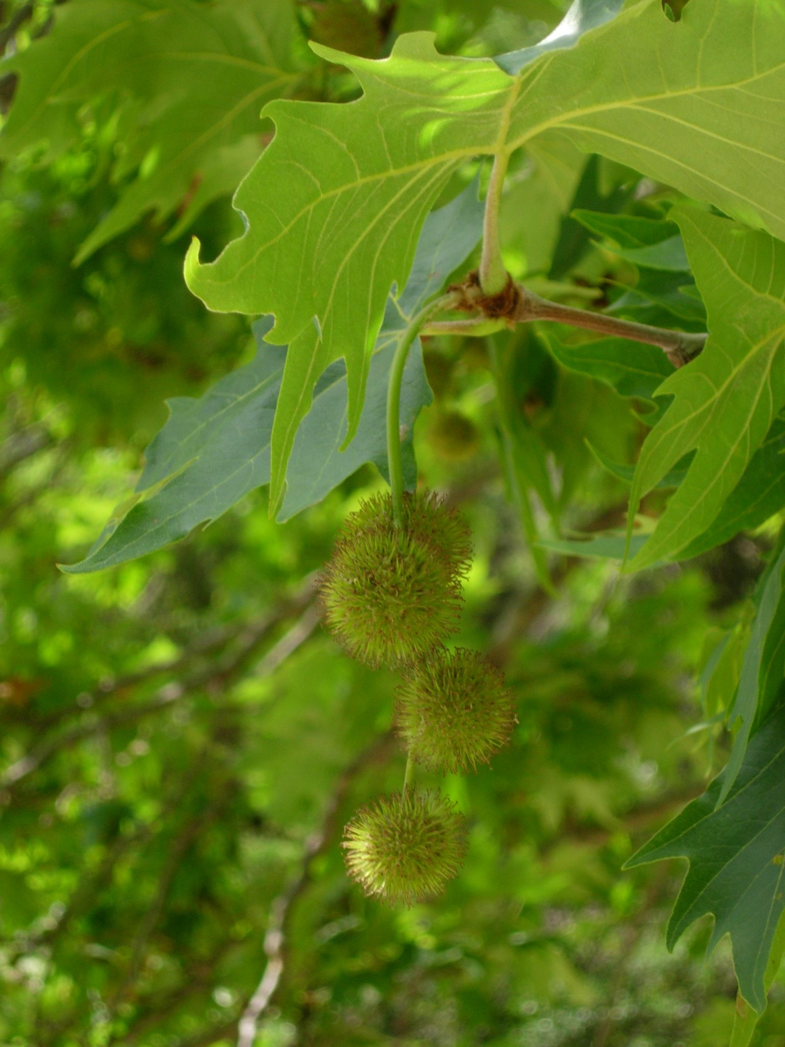 Imagem de referência relacionada a Platanus orientalis, item descrito como espécie de planta