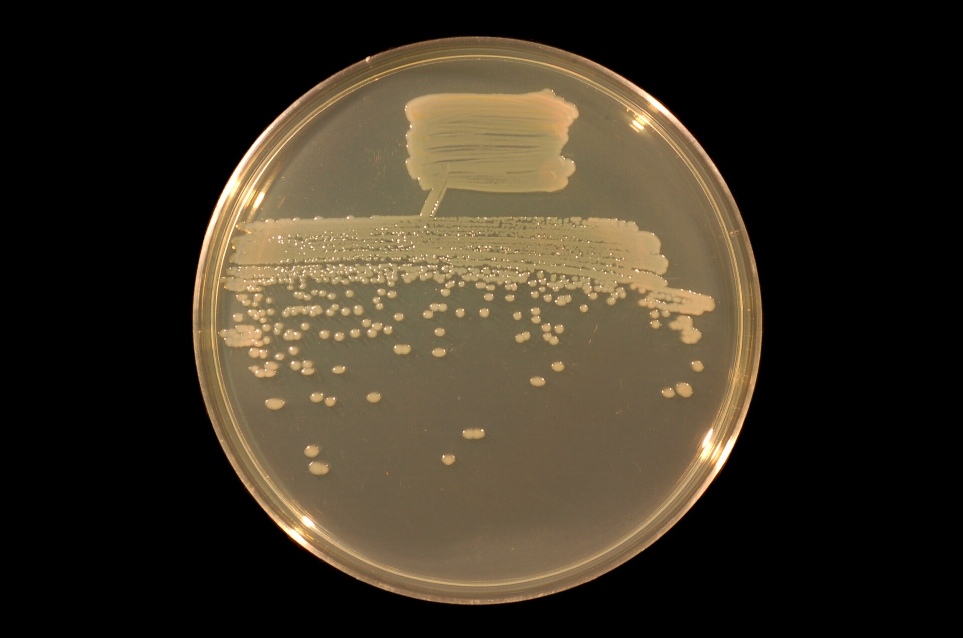 Imagem de referência relacionada a Pseudomonas fluorescens, item descrito como registro de referência sobre Pseudomonas fluorescens, organizado a partir de dados estruturados abertos