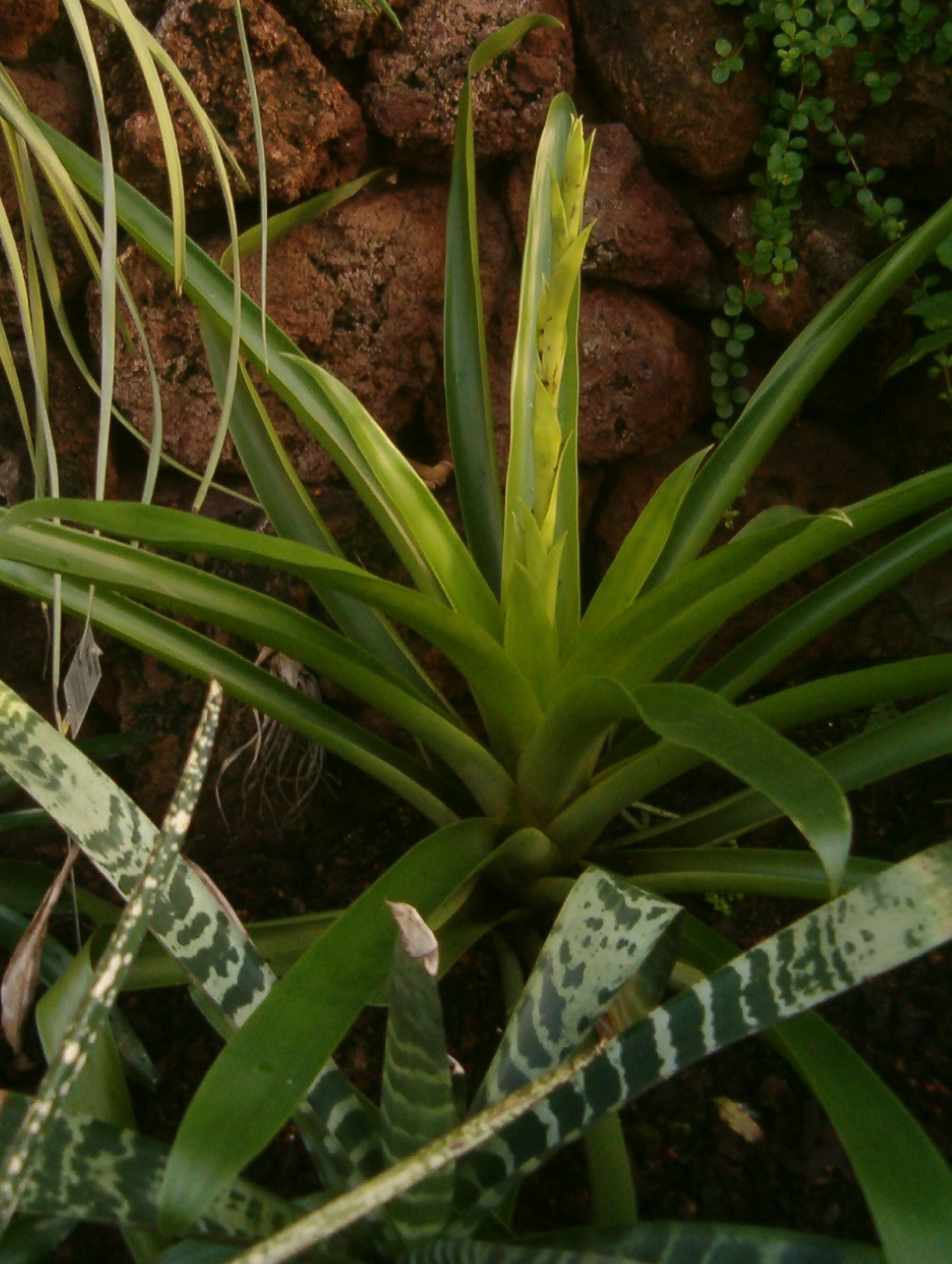 Imagem de referência relacionada a Racinaea, item descrito como género de plantas