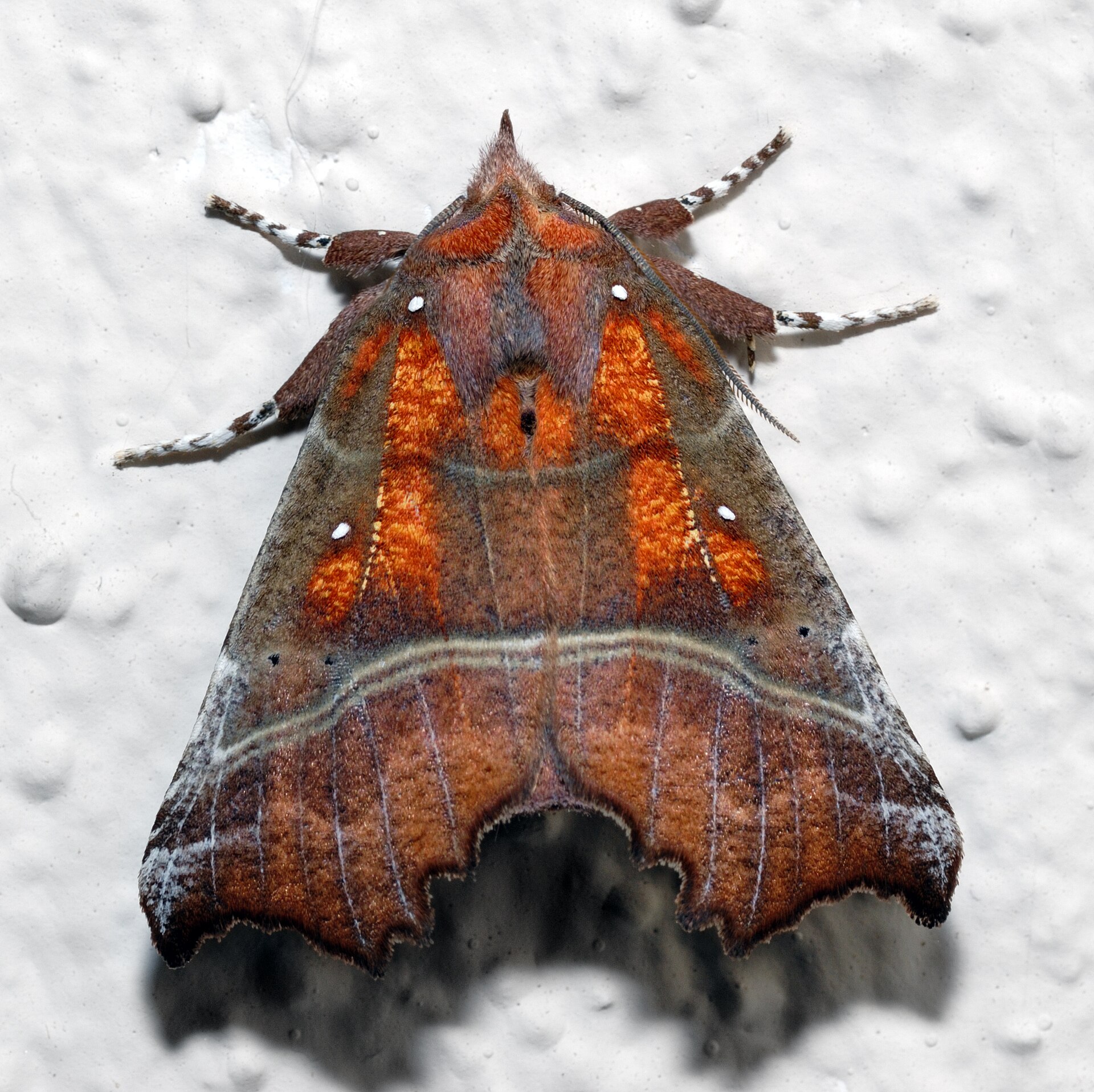 Imagem de referência relacionada a Scoliopteryx libatrix, item descrito como espécie de inseto