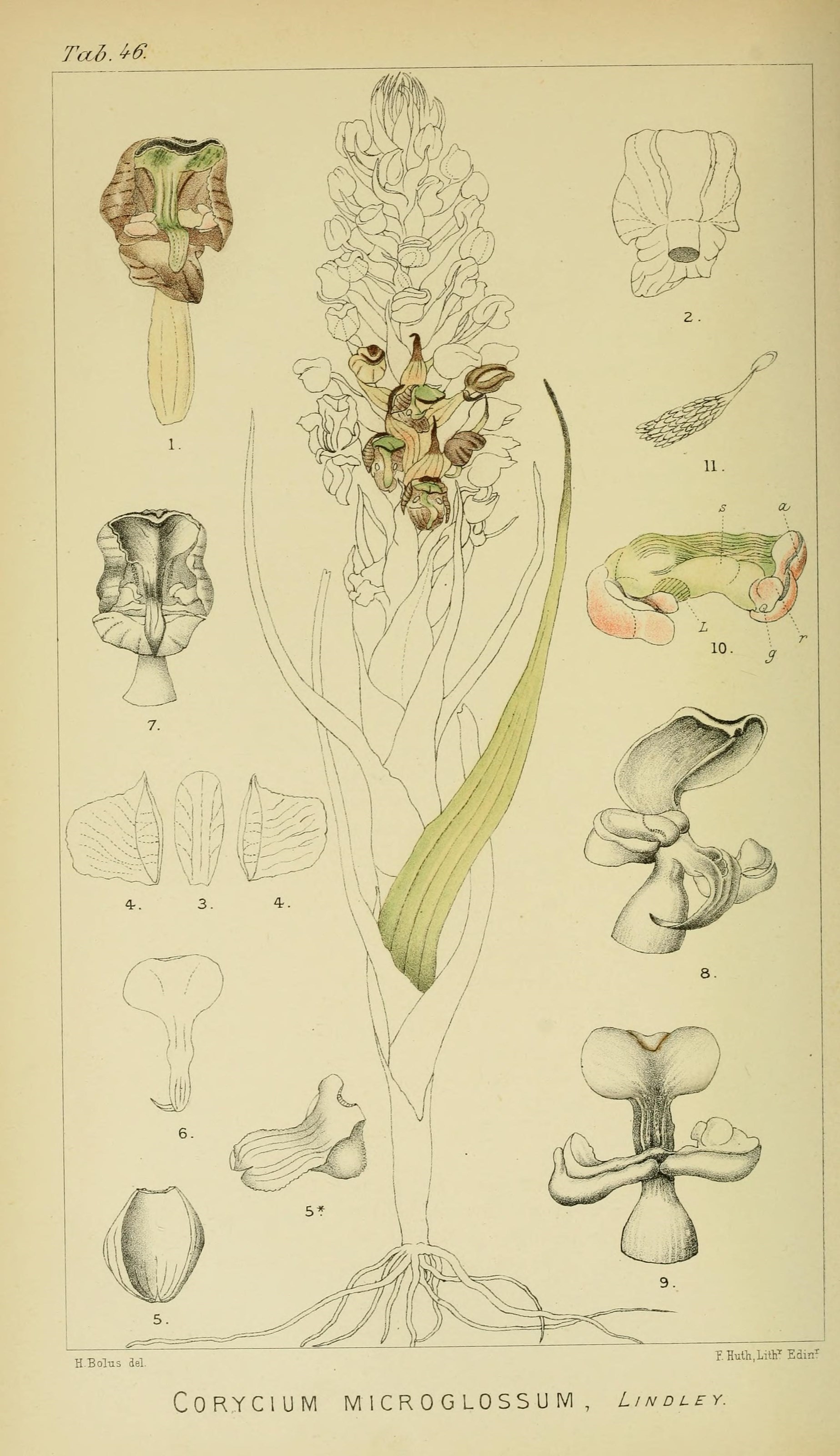Imagem de referência relacionada a Corycium microglossum, item descrito como espécie de planta