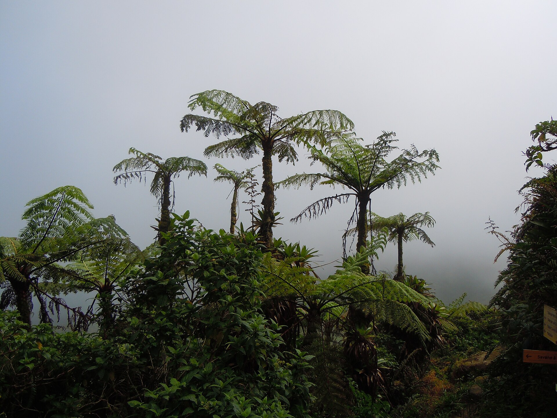 Imagem de referência relacionada a Cyathea, item descrito como género de plantas