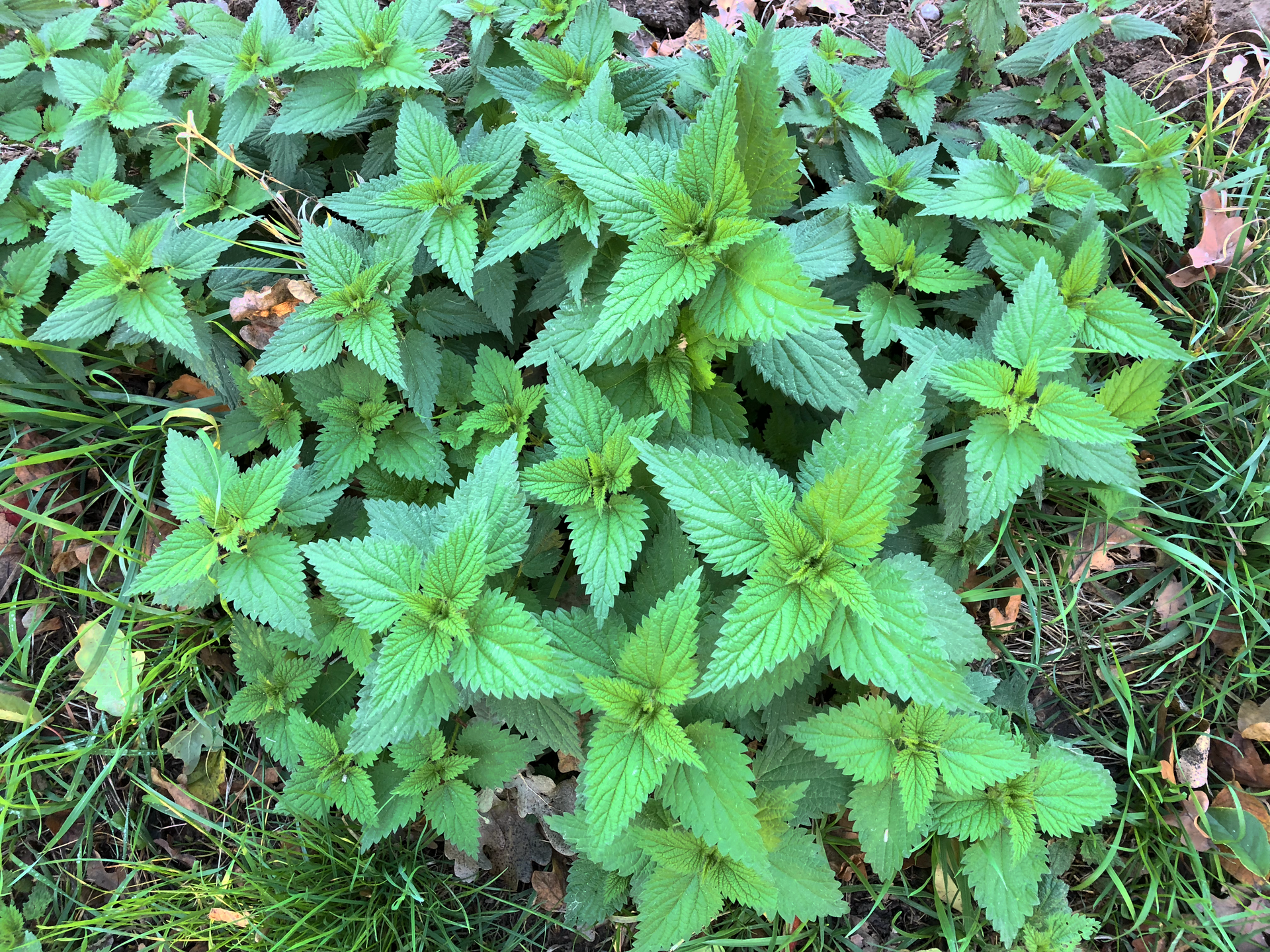 Imagem de referência relacionada a Urtica, item descrito como género de plantas