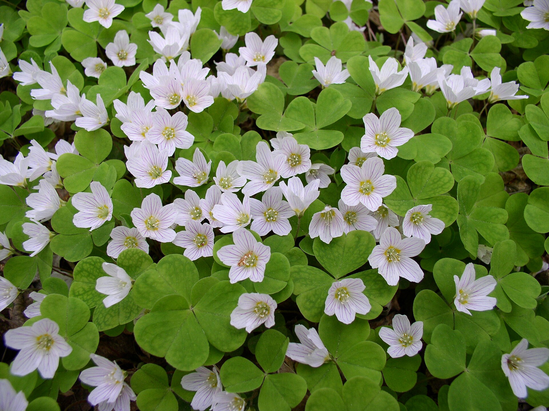 Imagem de referência relacionada a Oxalidales, item descrito como ordem de plantas com flor