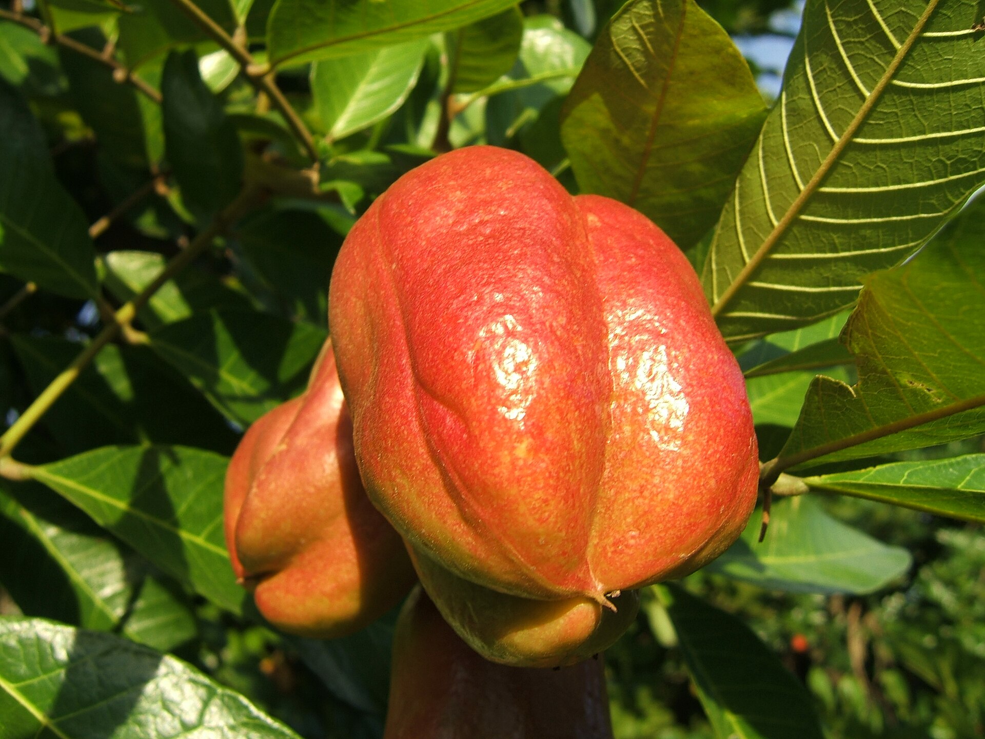 Imagem de referência relacionada a Blighia, item descrito como género de plantas