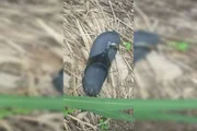Imagem da matéria: Grávida esquartejada e carbonizada sumiu ao levar filho para ficar com o ex