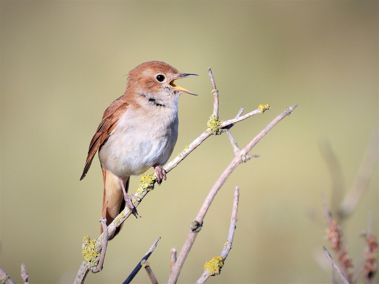 Nightingales favor thick, shrubby habitat, and Strawberry Hill has plenty of it. (Representational/Pixabay)