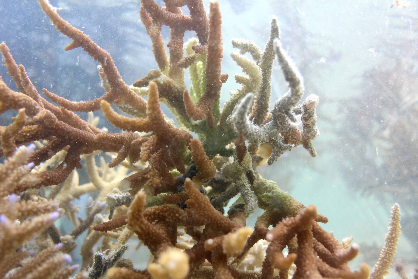 Quase todos os recifes de coral correm risco de colapso em 50 anos, alerta a UICN
