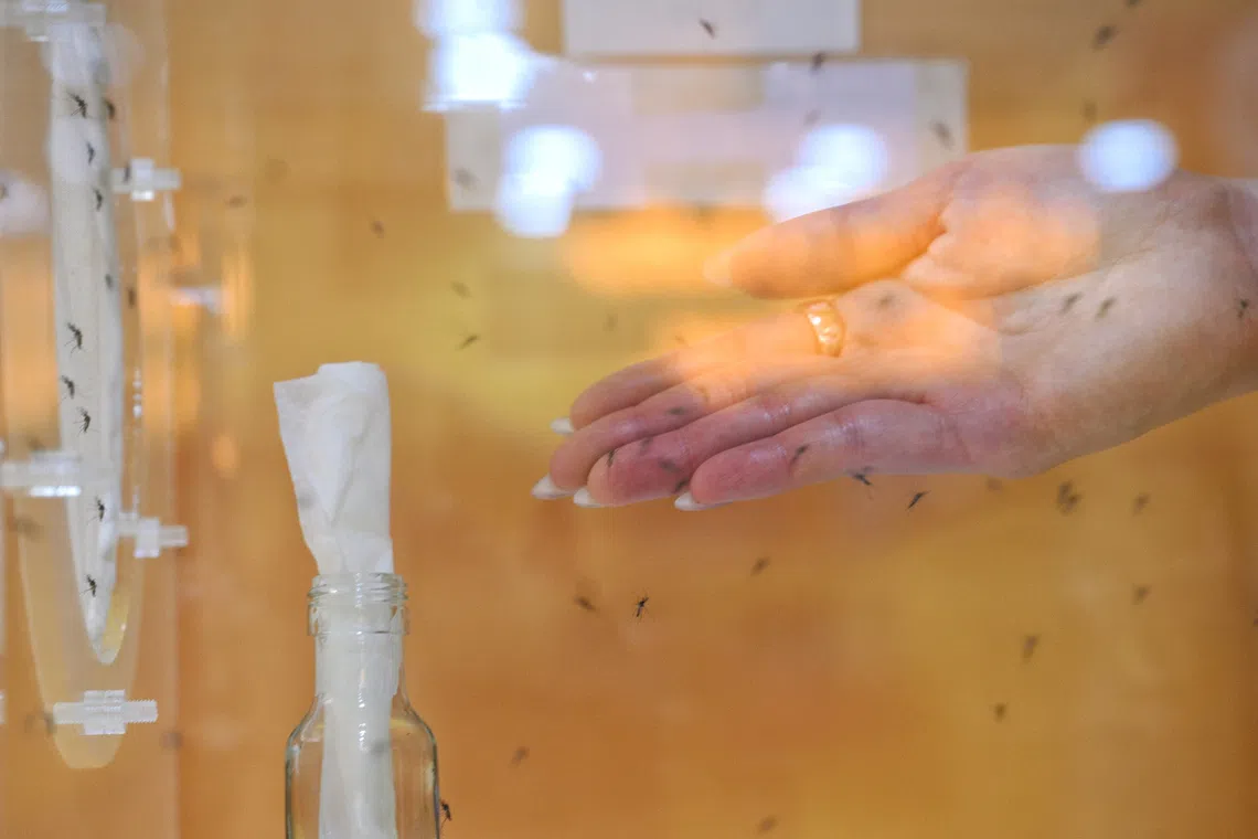A visitor places her hand in a mosquito enclosure at the section of the Our Climate-Ready Home exhibition at One Punggol featuring Project Wolbachia on Oct 24.
