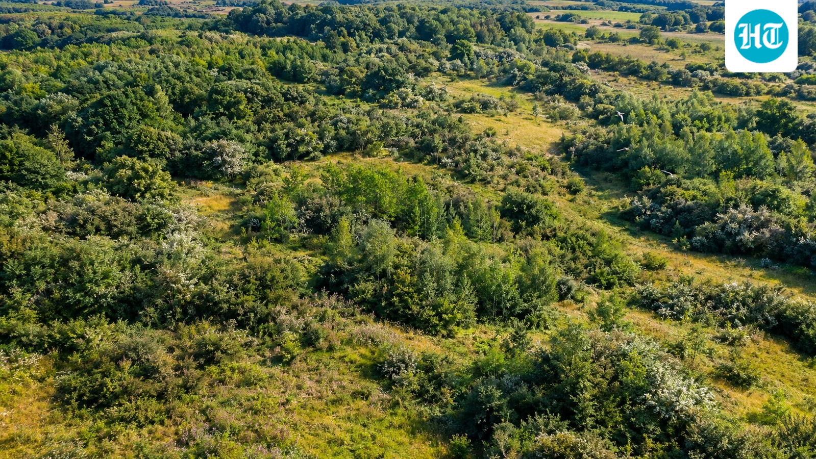 No final dos anos 1980, uma fazenda inglesa foi deixada para se recuperar naturalmente; 35 anos depois, o local de 377 hectares abrigou roucos-noturnos, tordas-torres e 11 espécies de morcegos