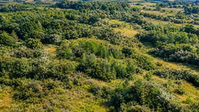 Decades after the farming stopped, the land is thick with hawthorn, blackthorn, and young woodland. (AI-generated/ChatGPT)