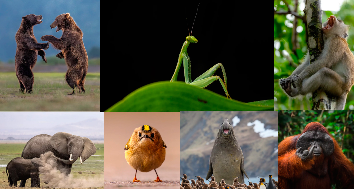 Concurso de fotos ‘Comédia da Vida Selvagem’ anuncia finalistas, conheça alguns dos favoritos