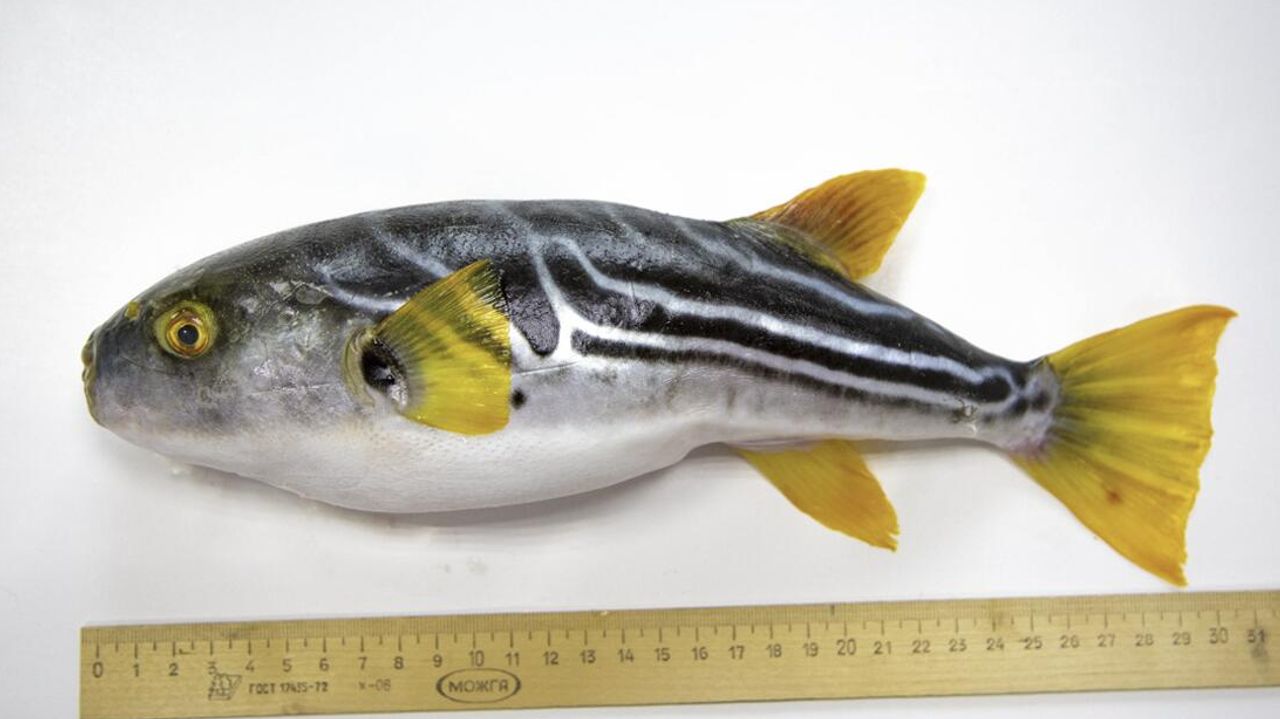 O toxicoologista Izoardi: o perigo do peixe-pedra venenoso para os humanos é exagerado