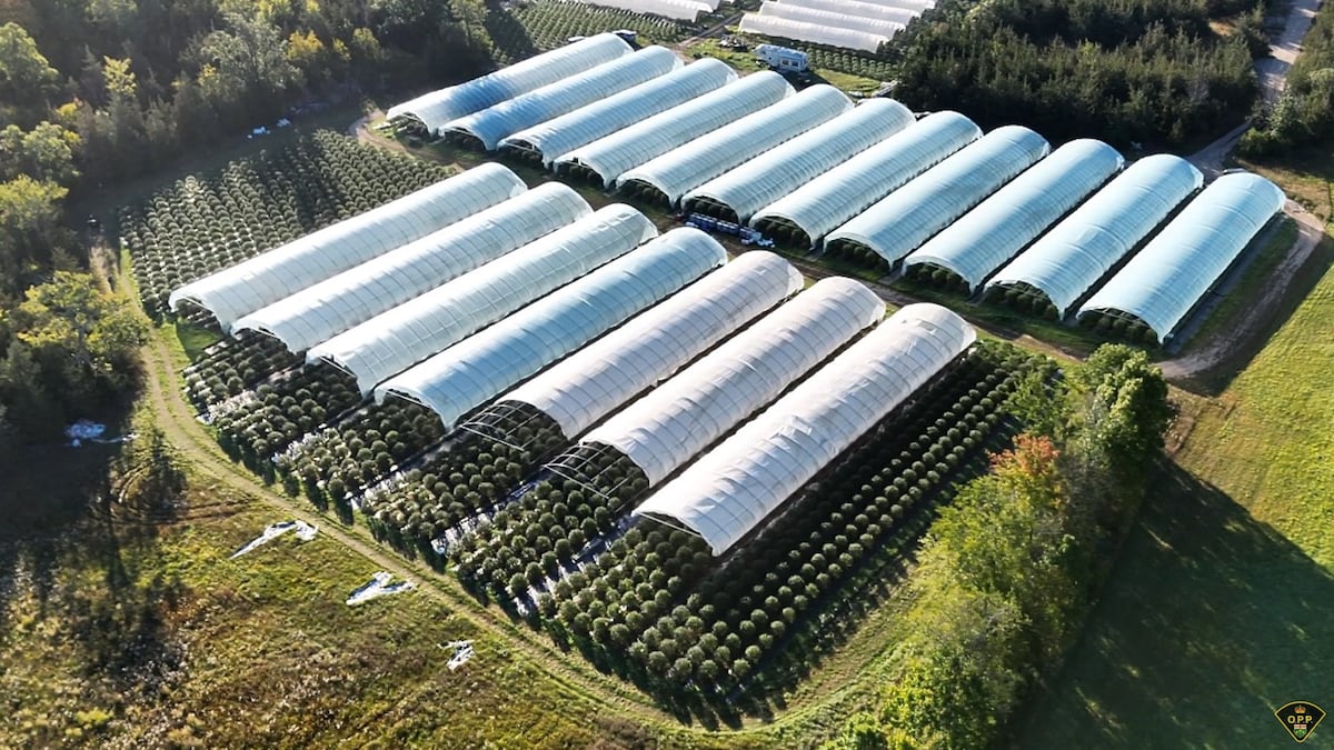 OPP seize $7.9M in illegal cannabis plants from Greater Napanee, Ont., grow op