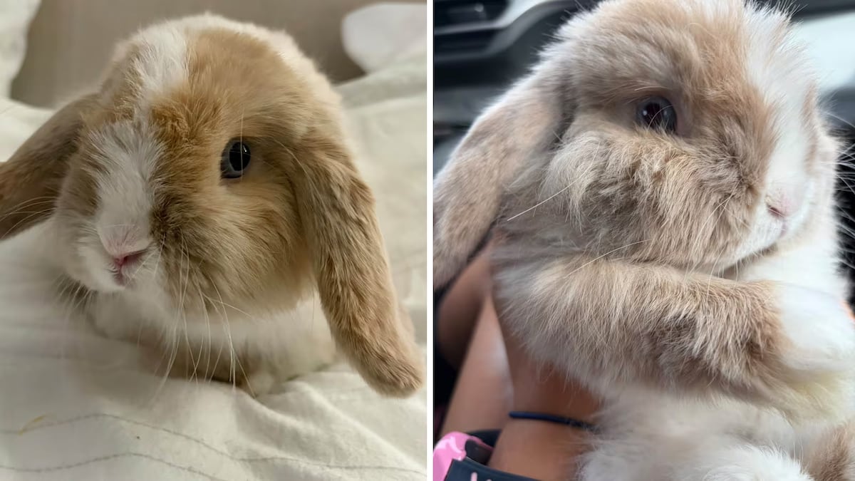 ‘Overjoyed’: Biscuit the bunny returned to 10-year-old girl after being stolen from Markham Fair